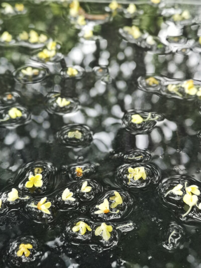 灵渠，秋雨，桂花