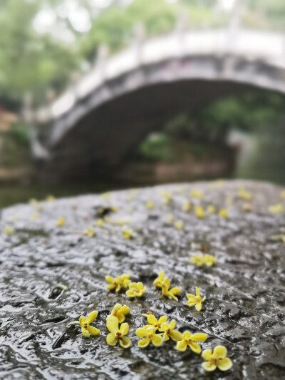 灵渠，秋雨，桂花