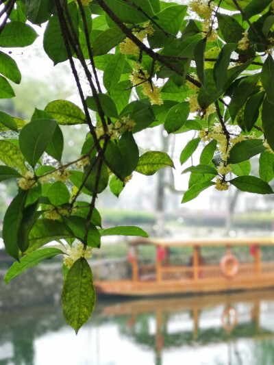 灵渠，秋雨，桂花