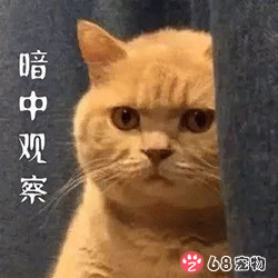 68宠物APP微信QQ宠物表情：猫咪暗中观察