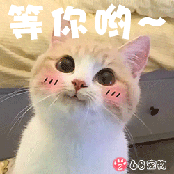 68宠物APP微信QQ宠物表情：宠物猫小可爱等你哟