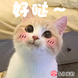 68宠物APP微信QQ宠物表情：猫咪小可爱好哒