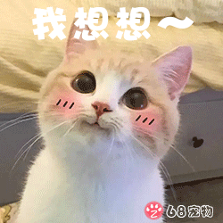 68宠物APP微信QQ宠物表情：猫咪小可爱我想想