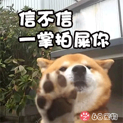 68宠物APP微信QQ宠物表情：柴犬狗狗信不信我一掌拍死你