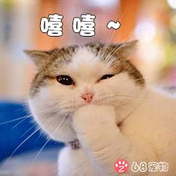 68宠物APP微信QQ宠物表情：猫咪小可爱嘻嘻