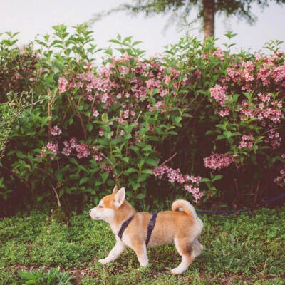 转自微博，一直忧郁的小柴犬