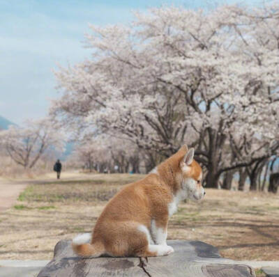 转自微博，一直忧郁的小柴犬