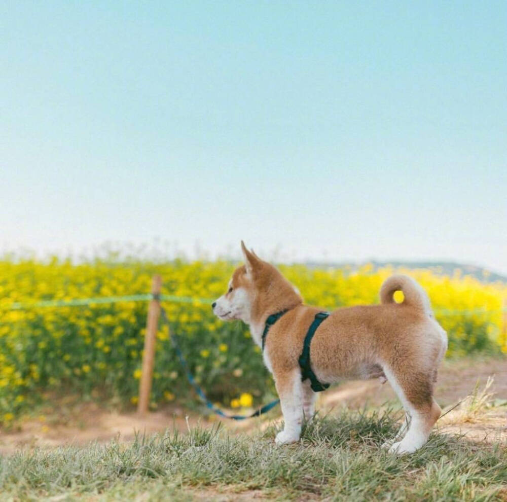 转自微博，一直忧郁的小柴犬