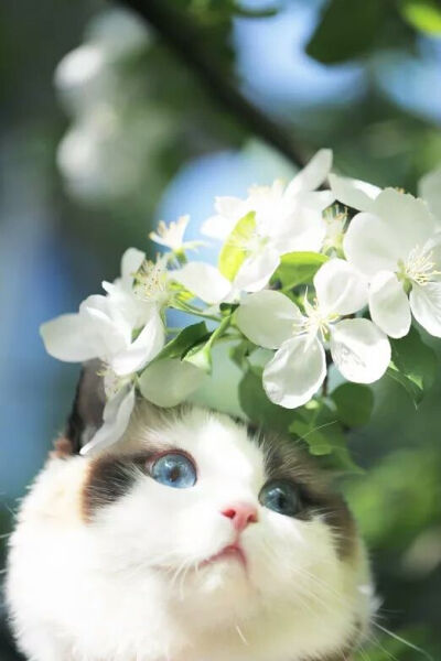花与猫