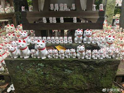 吸完柴就来吸吸招财猫，今年的财运就靠这些萌猫啦！东京－豪德寺 ​