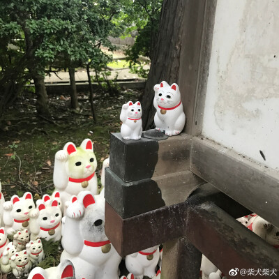 吸完柴就来吸吸招财猫，今年的财运就靠这些萌猫啦！东京－豪德寺 ​