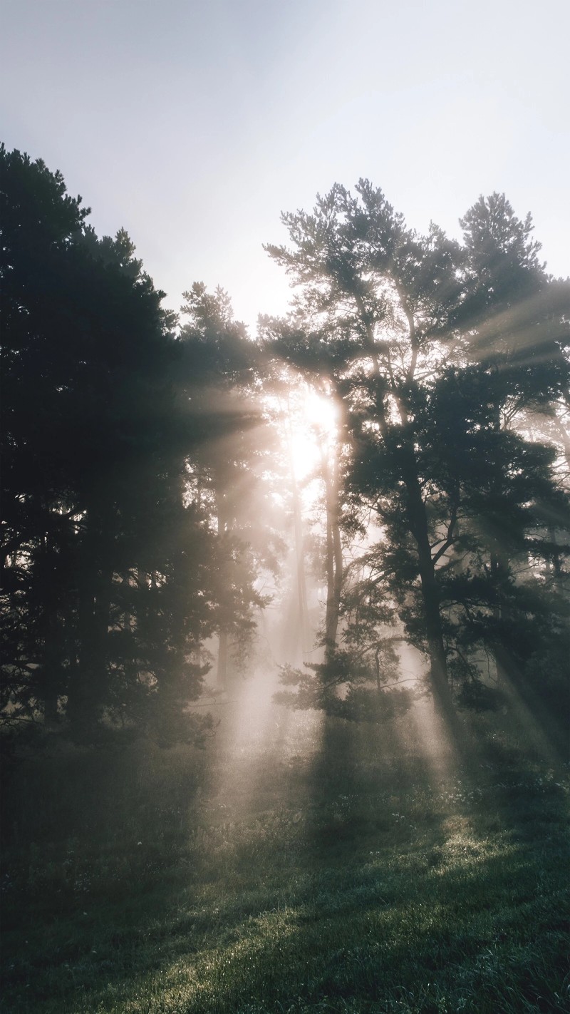 摄影 壁纸 唯美 风景 植物 人物