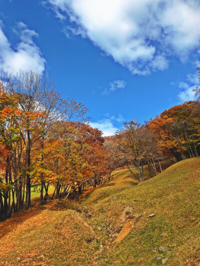 这次是休假回家，跟朋友一起去阿城区的皇家鹿苑赏秋景