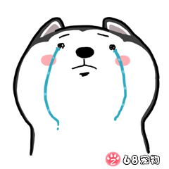 68宠物APP微信QQ搞笑萌宠物动态表情：伤心流泪