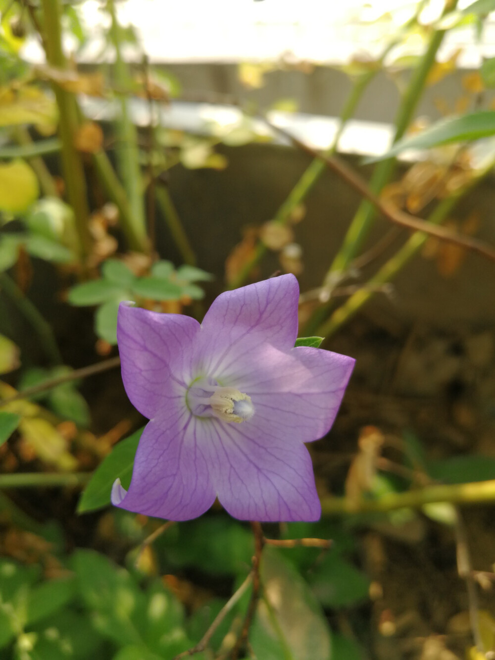 等一朵花开的时间