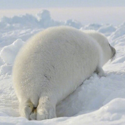 雪豹