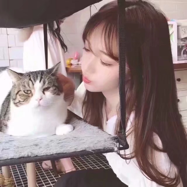 猫系头像 女