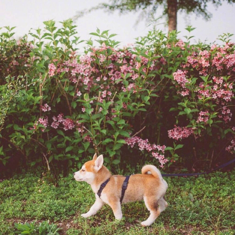 可爱又粉嫩的小柴犬头像