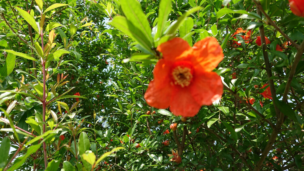 石榴花