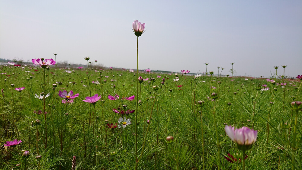 格桑花