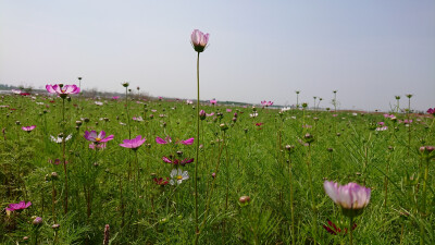 格桑花