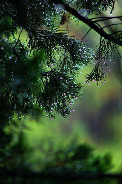 细雨婆娑梦渐凉，西风乍起乱秋裳。门前柳未添金色，月下荷今落玉妆。扫尽铅华迎菊客，抽离酷热待寒霜。年年四季年年冷，不见离人见旧觞。 ​