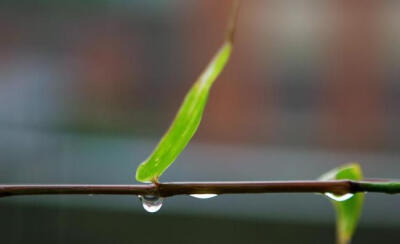 细雨婆娑梦渐凉，西风乍起乱秋裳。门前柳未添金色，月下荷今落玉妆。扫尽铅华迎菊客，抽离酷热待寒霜。年年四季年年冷，不见离人见旧觞。 ​