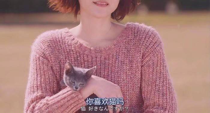 “你喜欢猫吗”