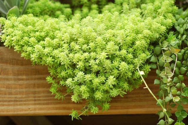 黄金万年草 秋冬季节最张扬