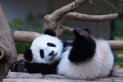 大熊猫暖暖妹妹