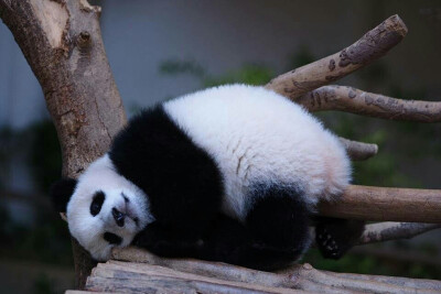 大熊猫暖暖妹妹