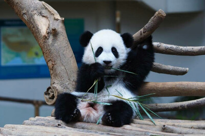 大熊猫暖暖妹妹