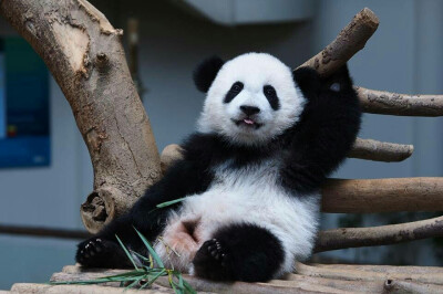 大熊猫暖暖妹妹