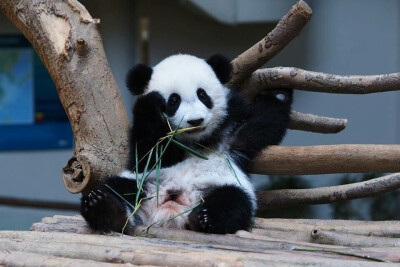 大熊猫暖暖妹妹