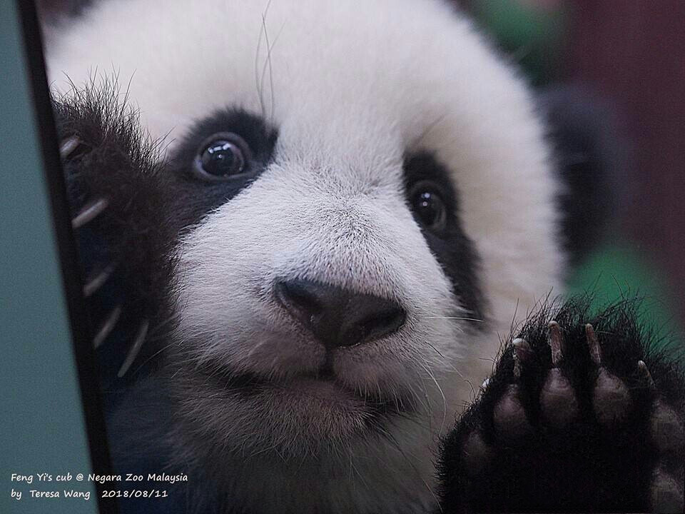 大熊猫暖暖妹妹