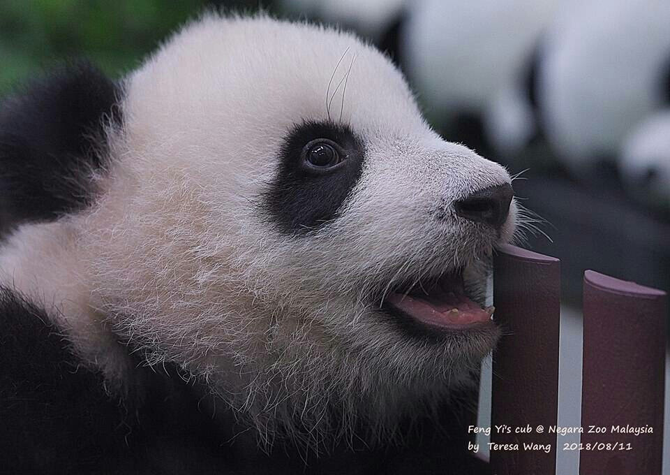 大熊猫暖暖妹妹