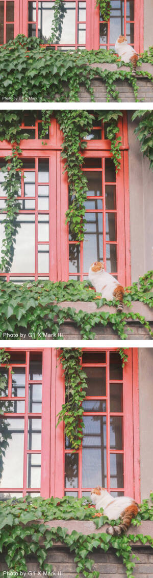 吸猫#摄影:@刘顺儿妞
#出镜@她家
七七和cookie#