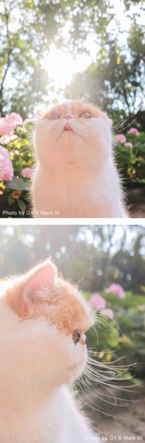 吸猫#摄影:@刘顺儿妞
#出镜@她家
七七和cookie#