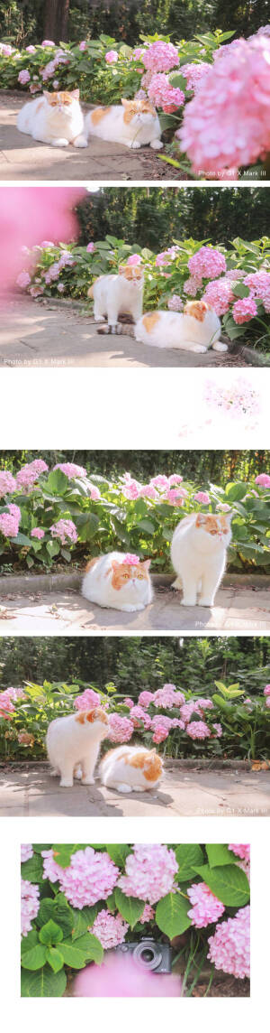 吸猫#摄影:@刘顺儿妞
#出镜@她家
七七和cookie#