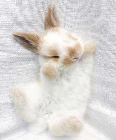 吸兔#小了白了兔，白了又了白。