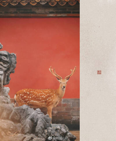 故宫·瑞鹿图# 第二期@刘顺儿妞#
深宫见鹿。
「红墙深几许，问取庭中鹿」