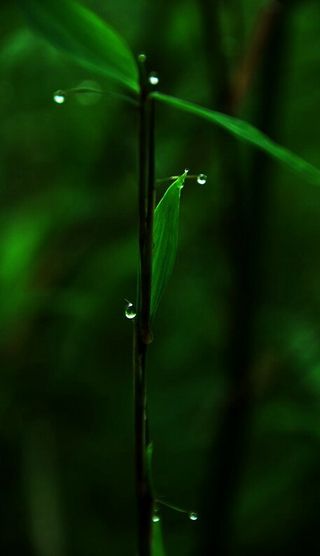 道狹草木長，夕露沾我衣。