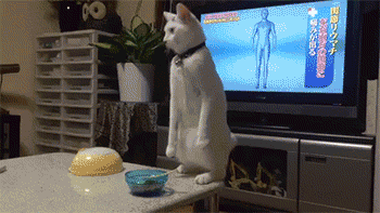 动物们在有些时候也会突然忘了自己是谁... ​