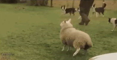 动物们在有些时候也会突然忘了自己是谁... ​