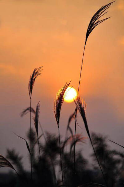 #国学新青年# 芦花深映夕阳红，断肠人在天涯。 ​