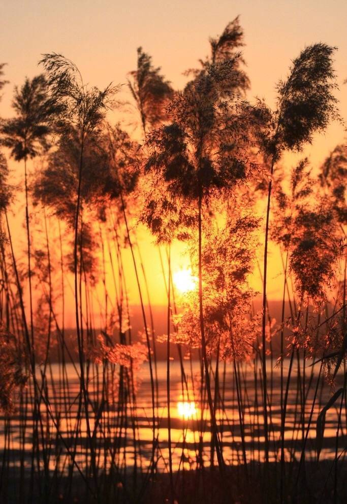 #国学新青年# 芦花深映夕阳红，断肠人在天涯。 ​
