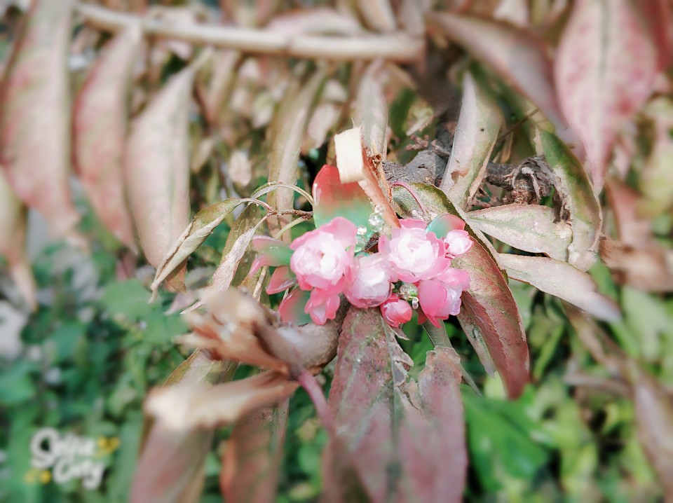 热缩片 海棠花