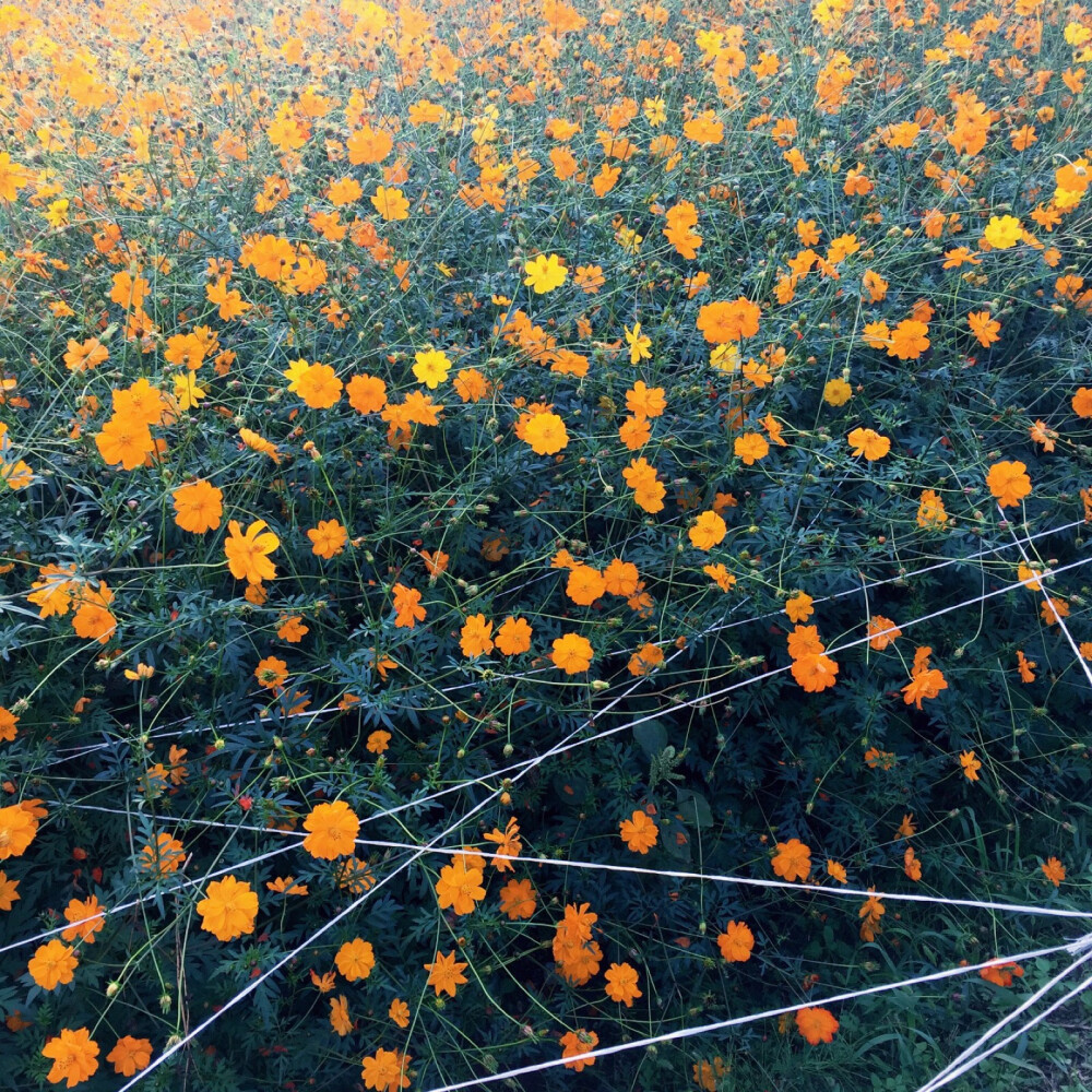 奥林匹克公园올림픽공원
陪朋友买个相机，去公园拍个作业。
结果去的太晚，没拍多久太阳就下山了。