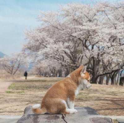 萌萌的小柴犬shiba，岁月静好，没有烦恼~