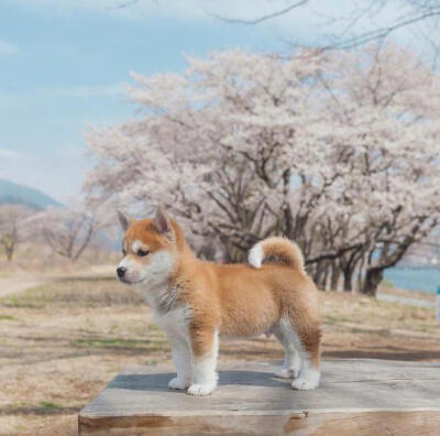 萌萌的小柴犬shiba，岁月静好，没有烦恼~